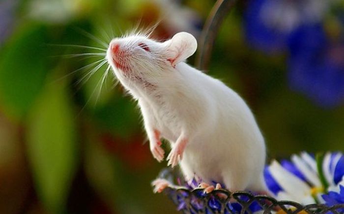 4 con giáp sinh ra cực kỳ bản lĩnh, không ngại khó khăn, càng về sau càng giàu sang