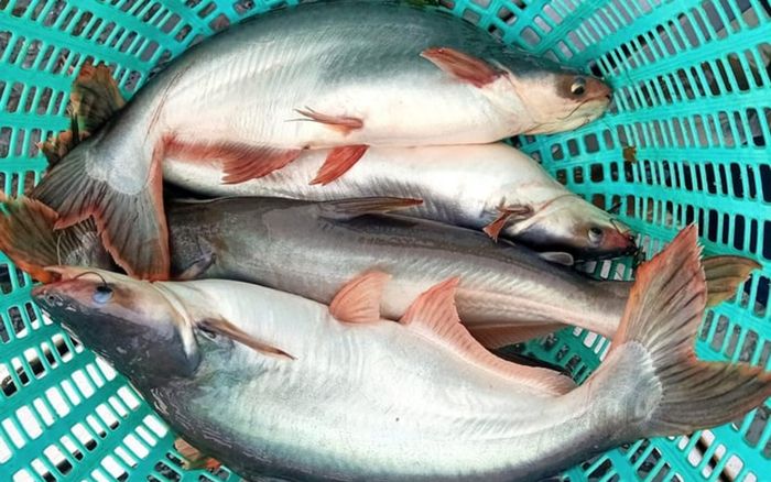 Các loại cá dễ nhầm lẫn trên thị trường: Cách phân biệt để tránh mua sai