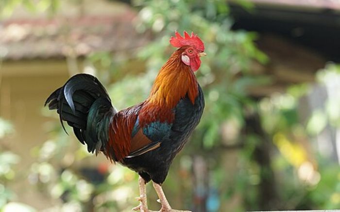 4 con giáp có quý nhân dẫn đường, làm gì cũng dễ gặp may