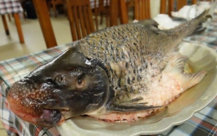 Loại cá hình dáng xấu nhưng có cái tên đẹp, giá lên tới cả triệu đồng/kg