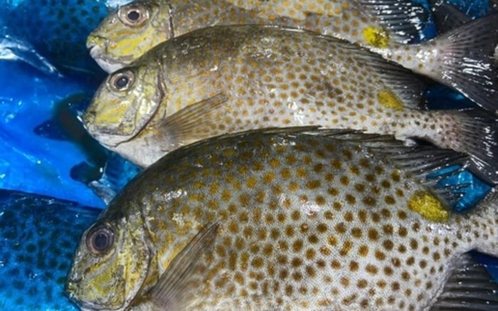 Những loại cá ít người biết nhưng cực kỳ ngon trong ẩm thực địa phương