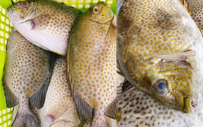 Loại cá có lớp da giòn sần sật, được nhiều nhà hàng đưa vào thực đơn