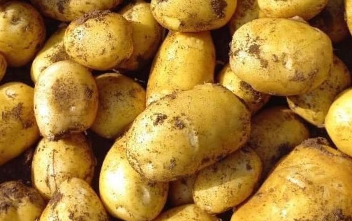 Ăn khoai tây đúng cách có thể kéo dài tuổi thọ