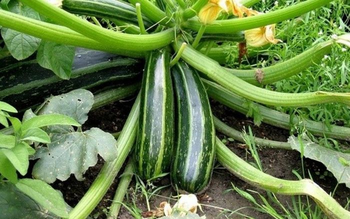 Ăn bí ngòi có tốt cho sức khỏe không?
