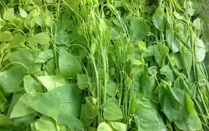 Loại rau dại từng bị nhổ bỏ, nay giá lên tới hàng trăm nghìn đồng/kg