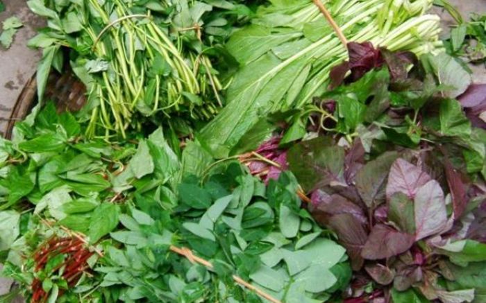 Loại rau chỉ hái được vào sáng sớm, quá trưa là mất ngon