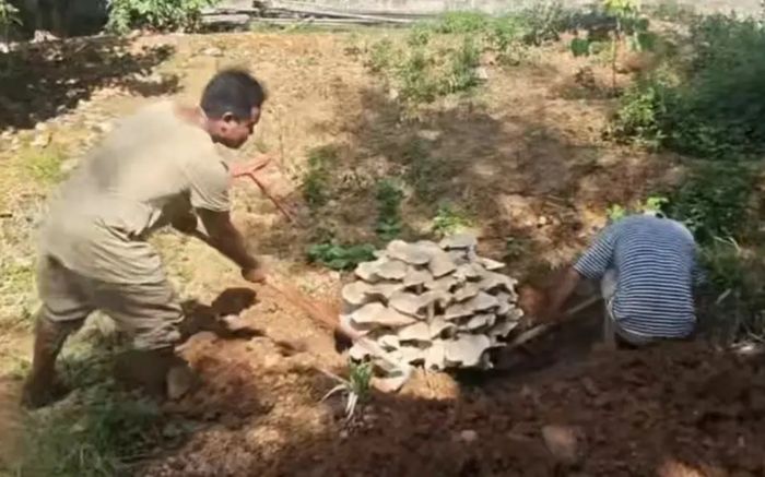Phát hiện cây nấm nặng hơn 50kg, người chứng kiến không tin vào mắt mình