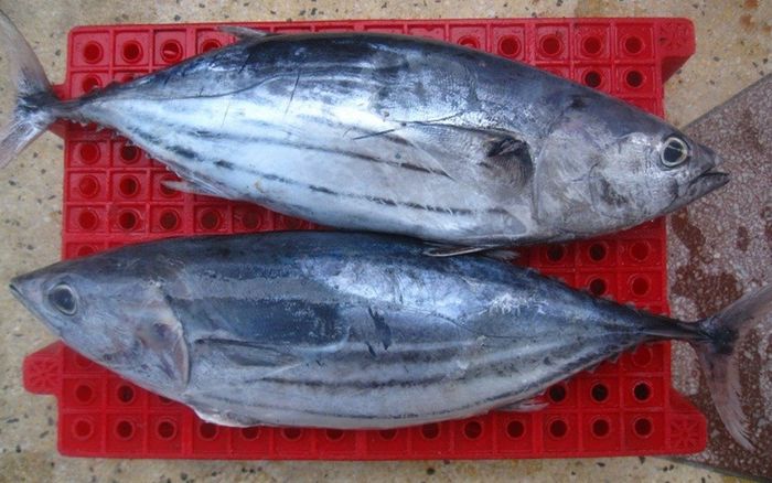 Ăn cá ngừ mỗi tuần mang lại lợi ích gì cho sức khỏe và huyết áp?