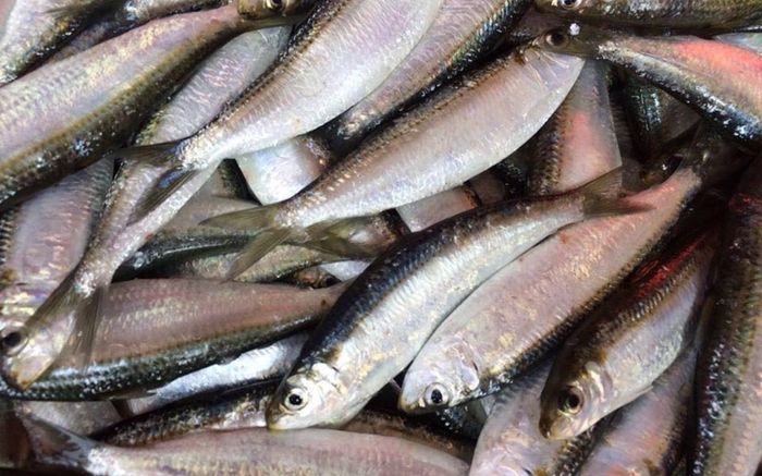 Không phải cá hồi, đây là loại cá giàu dưỡng chất mà giá lại rất dễ mua