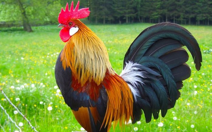 4 con giáp sắp bước sang giai đoạn hoàng kim, sự nghiệp thăng hoa, tài chính khởi sắc
