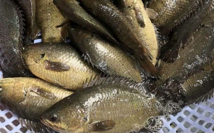 Những loại cá từng gắn bó với bữa cơm quê nay ngày càng hiếm gặp