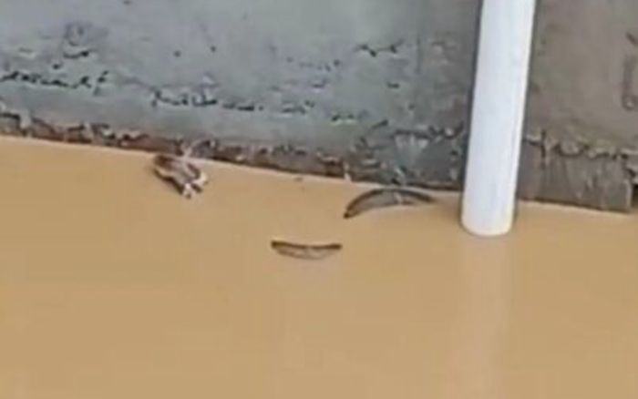 Hơn 900 con rắn thoát khỏi trang trại sau lũ lớn ở Trung Quốc, người dân hoảng loạn vì có trường hợp bị cắn