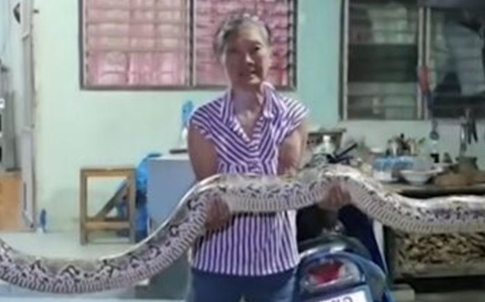 Mèo nuôi liên tục biến mất, người phụ nữ bàng hoàng khi phát hiện 'quái vật' trong nhà