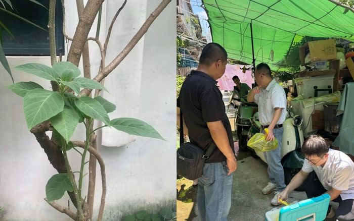 Hái lá cây nấu nước uống, người đàn ông khiến mẹ và anh trai nguy kịch