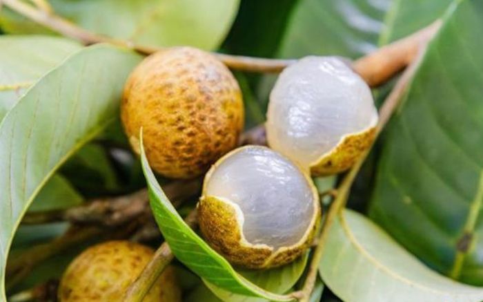 Loại trái cây lai giữa nhãn và vải sắp được bán ra thị trường
