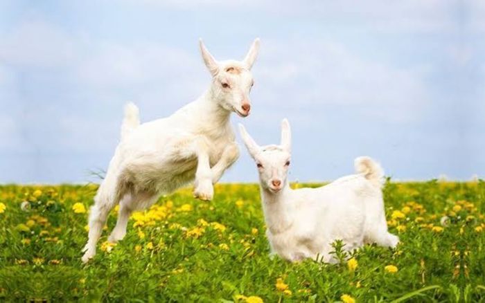 3 con giáp tưởng vô tư nhưng lại hay suy nghĩ, thường tự mình chịu đựng mọi chuyện