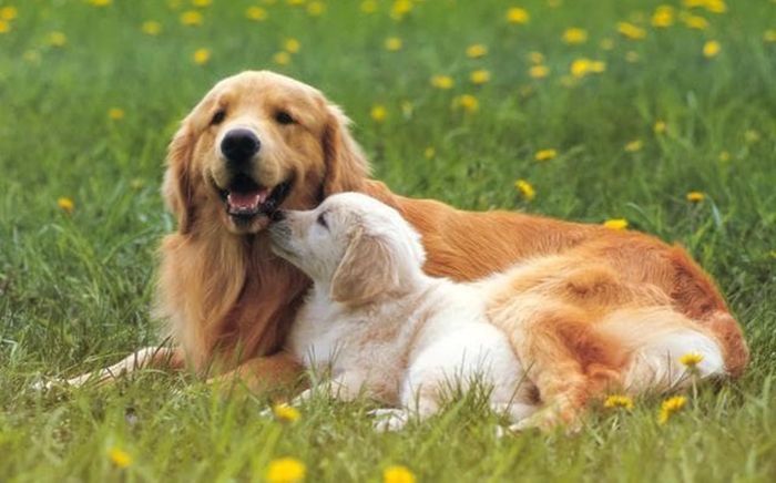 3 con giáp là chỗ dựa vững chắc của gia đình, sống trách nhiệm và luôn âm thầm hy sinh