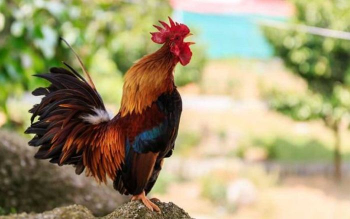 3 con giáp có khả năng nhìn ra cơ hội giữa lúc mọi thứ tưởng như bế tắc