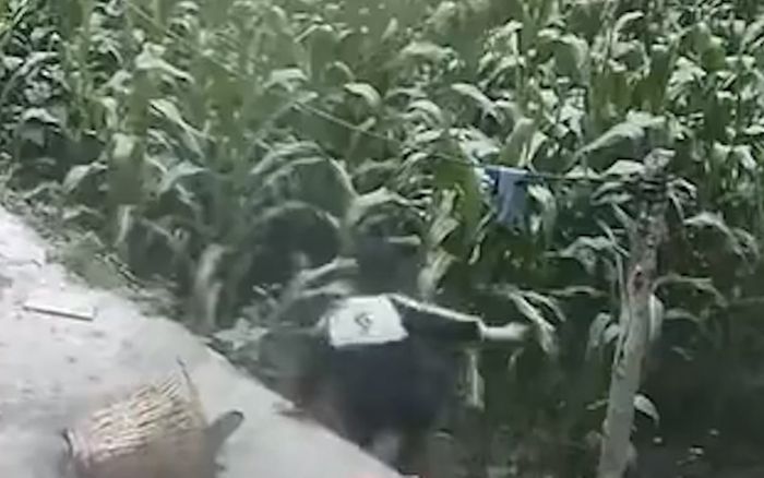 Bé trai mất tích sau khi nhảy vào ruộng ngô, 6 ngày sau được tìm thấy đầy kì lạ