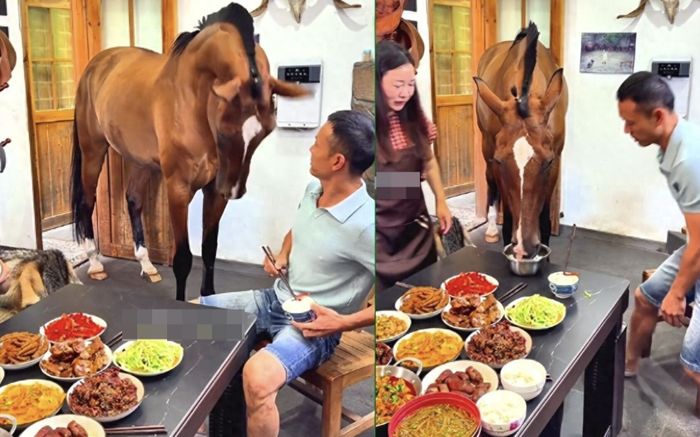 Xôn xao clip con ngựa bước vào nhà 'xin ăn', chủ nhân tiết lộ sự thật