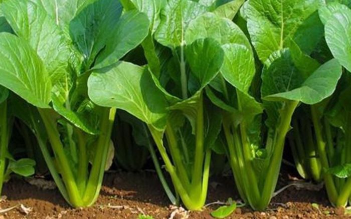 Top 3 loại rau giúp bữa ăn nhẹ bụng nhưng vẫn giàu dinh dưỡng