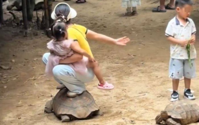 Người phụ nữ bế con ngồi lên lưng rùa trong vườn thú, du khách phẫn nộ