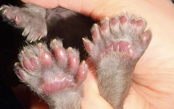 Chú mèo gây sốc khi có 29 ngón chân, phá kỷ lục tồn tại suốt 24 năm