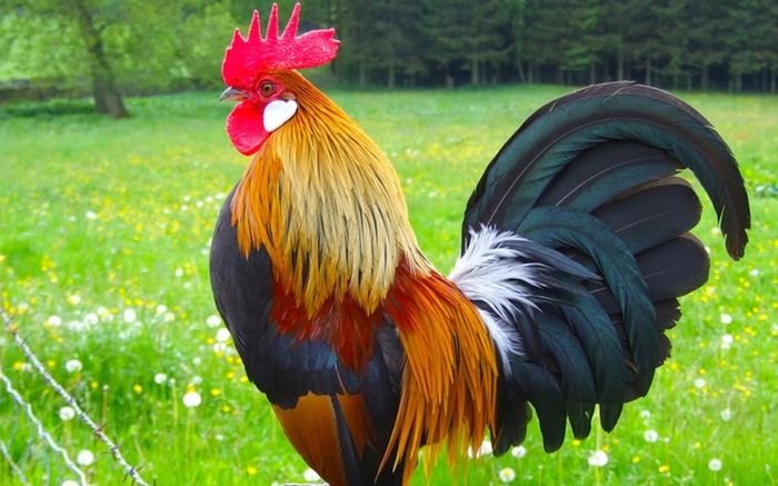 3 con giáp càng về cuối năm càng dễ gặp may, tài lộc có dấu hiệu khởi sắc