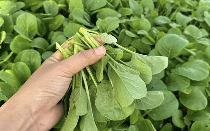 4 loại rau rẻ tiền nhưng chứa nhiều chất xơ