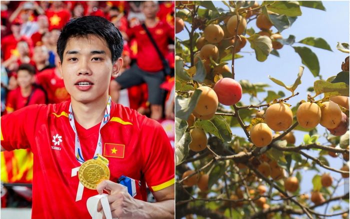 Về Nghệ An quê Đình Bắc, tìm thức quà mùa thu khi những vườn hồng bắt đầu vào mùa