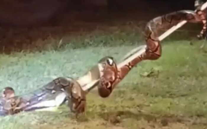Trăn khổng lồ đột nhập xe khách, cảnh tượng gây hãi hùng