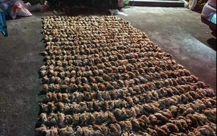 Hơn 1.400 con gà chết trong một đêm, nguyên nhân khiến ai cũng bất ngờ