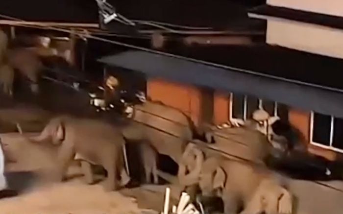 Đàn voi 50 con kéo vào ngôi làng giữa đêm, người dân sửng sốt