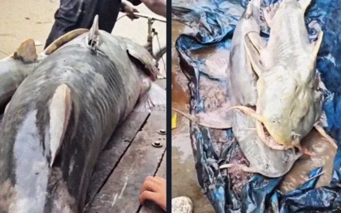Vụ cá lạ sau lũ quét ở Nepal: Từ đâu xuất hiện?