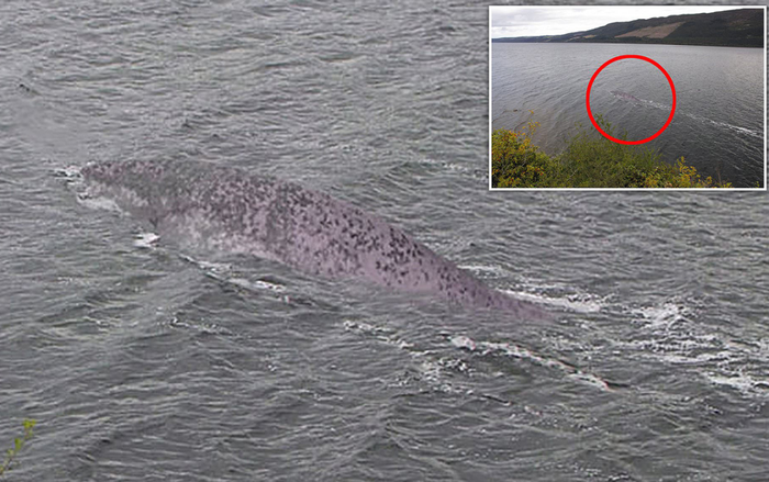 Hé lộ bức ảnh rõ nét nhất từ trước đến nay về quái vật hồ Loch Ness