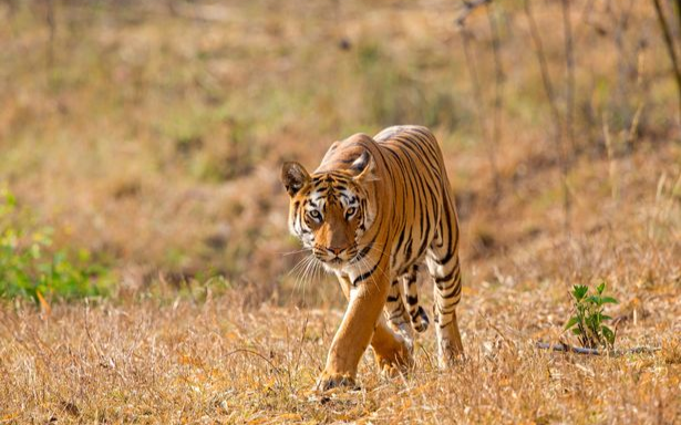 Người đàn ông bị hổ vồ chết khi cố bảo vệ gia súc