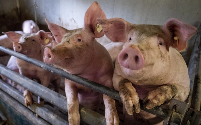 Phát hiện loại virus cúm lợn mới ở Trung Quốc có nguy cơ bùng phát thành đại dịch