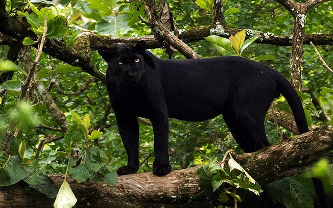 Xác minh thông tin xuất hiện 2 con báo đen lảng vảng gần nhà dân ở Đồng Nai