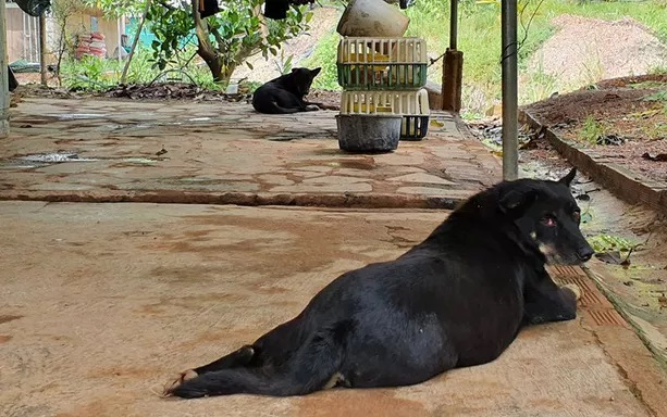 Vụ 2 con báo đen lảng vảng gần nhà dân ở Đồng Nai: Có thể chỉ là... chó lai