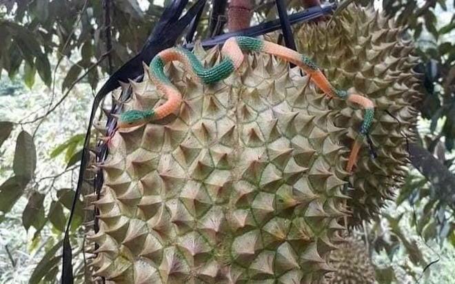 Những cách bảo vệ vườn sầu riêng của người chủ khiến ai nhìn vào cũng 'phát hoảng'