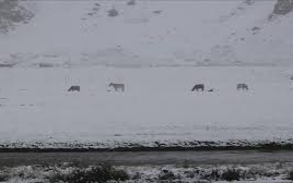 Bão tuyết giữa mùa hè ở Trung Quốc