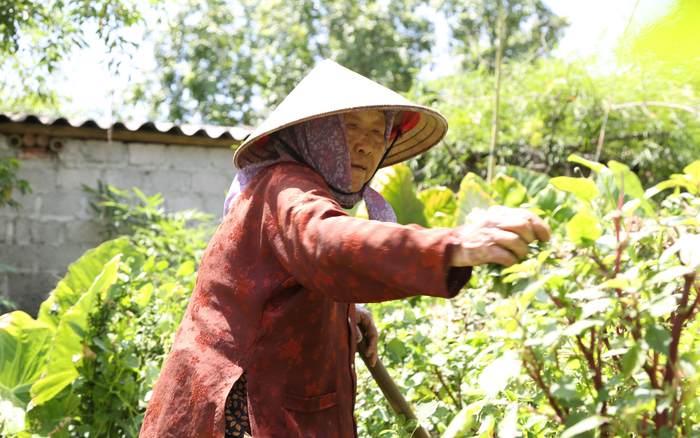 Cụ bà gần 90 tuổi vẫn phăng phăng đi cấy, trồng rau khiến giới trẻ xách dép’ đuổi theo: 'Các cháu chưa chắc đã bằng tôi, còn khoẻ tôi còn làm’