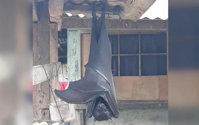 Con dơi 'to như người' gây xôn xao