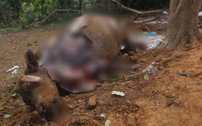 Cả đàn trâu 14 con đang khoẻ mạnh bỗng dưng lăn đùng ra chết ở Hà Nội