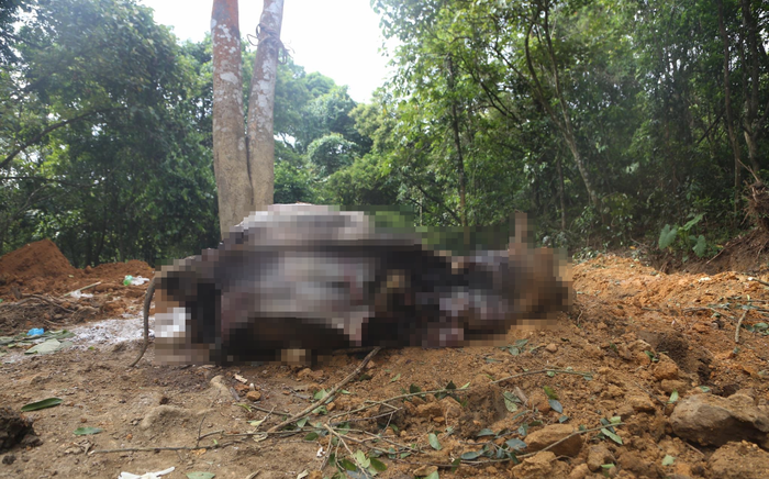 Công an vào cuộc vụ cả đàn trâu đang khoẻ mạnh bỗng chết hàng loạt ở Hà Nội