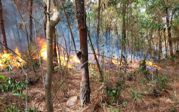 Hàng trăm người chữa cháy rừng thông ở Nghệ An