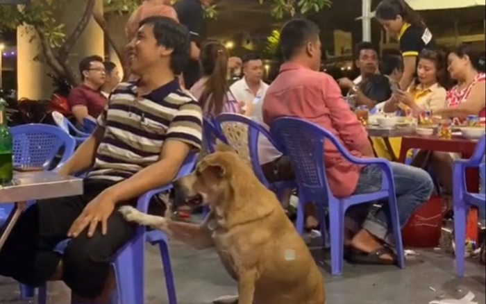 Đi hoang nhưng vẫn 'béo tốt' chẳng khác thú cưng, hóa ra bí quyết của chú chó này là đây
