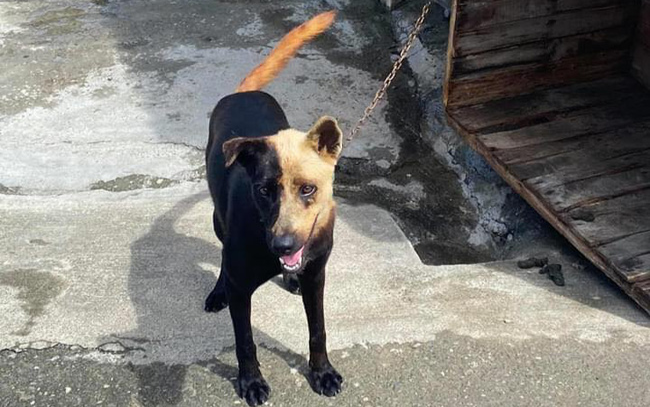 Chú chó gây sốt với quả đầu 'highlight', dân mạng thảng thốt: Trò đùa của tạo hóa!