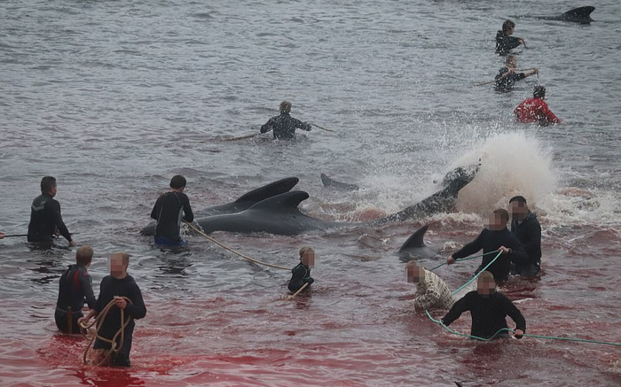 Hàng trăm cá voi bị tàn sát nhuộm đỏ cả vùng biển