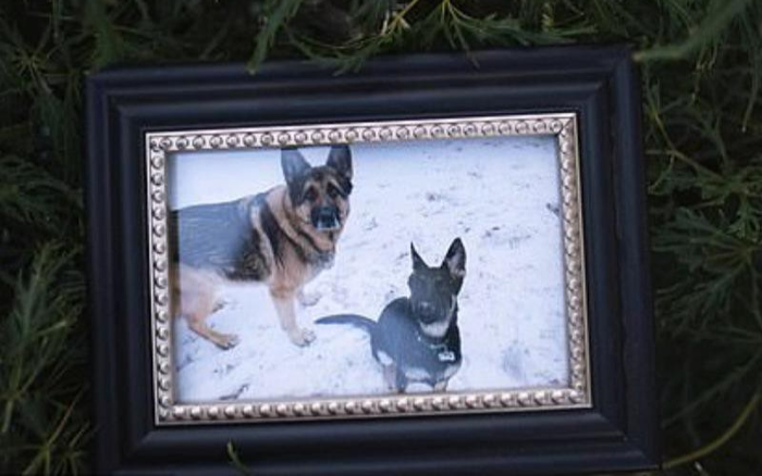 Chú chó đầu tiên dương tính với COVID-19 ở Mỹ đã chết